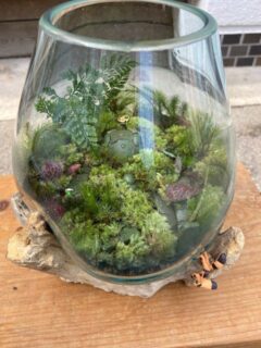 苔テラリウムにした流木ガラス